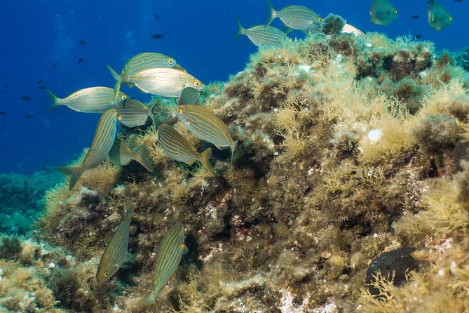 Mallorca: Discover Scuba Diving from the boat - Session one: practice in shallow water