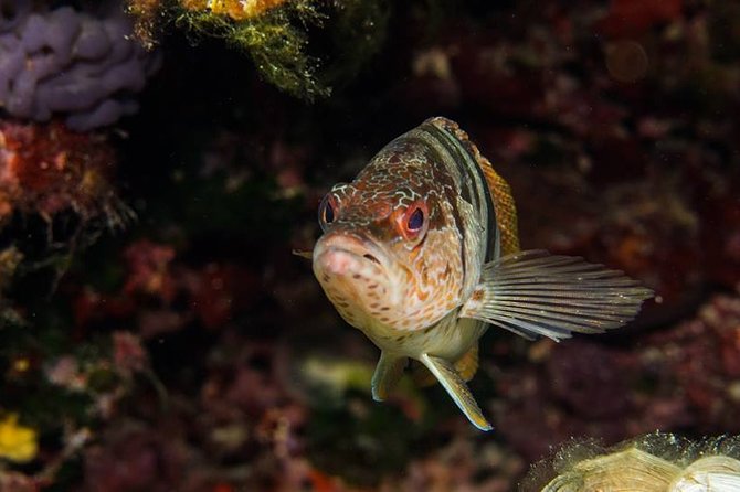 Mallorca: Discover Scuba Diving from the boat - Session two: up to 12 meters if you are ready