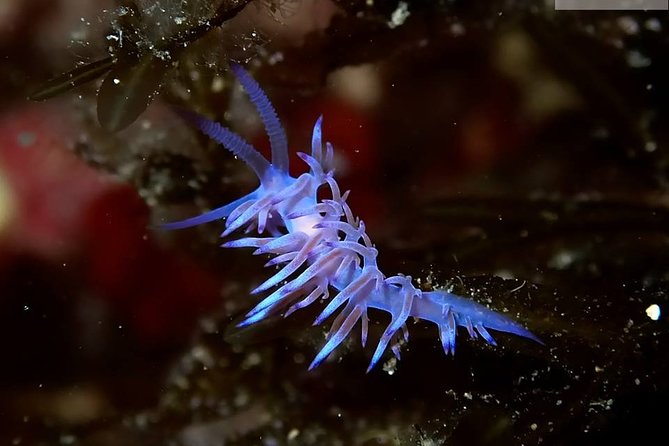 Mallorca: Discover Scuba Diving from the boat - Small groups can make a real difference