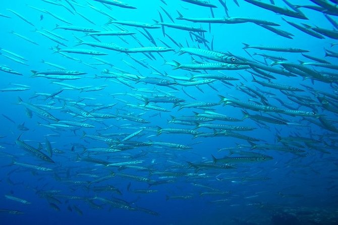 Mallorca: Discover Scuba Diving from the boat - Starting at Big Blue Diving in Palmanova