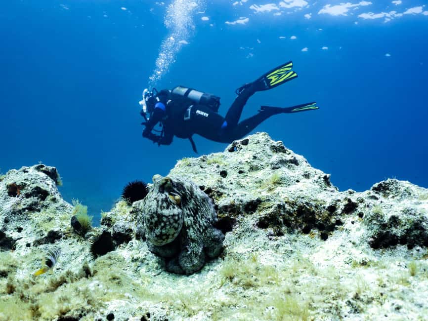 Mallorca: Scuba Dive Adventure Cap Formentor - 1 Dive (license required) - Who should book this outing