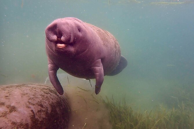 Manatee Snorkel Tour from American Pro Diving Center - Getting ready at American Pro Diving Center