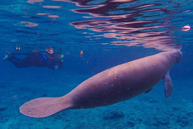 Manatee Snorkel Tour from American Pro Diving Center - What the manatee encounter is really like
