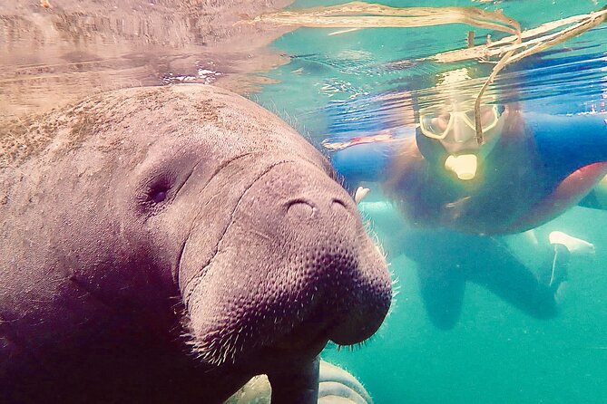 Manatee Snorkel Tour from American Pro Diving Center - Hunter Springs Park, Pete’s Pier, and King’s Bay Park