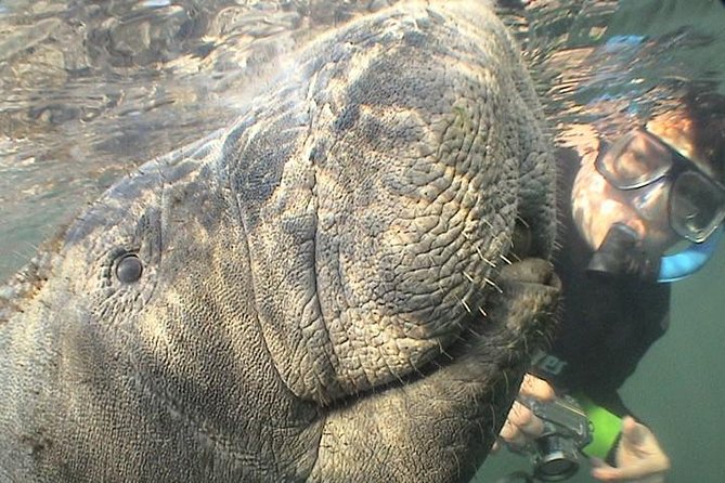 Manatee Snorkel Tour from American Pro Diving Center - Is $65 a fair price?