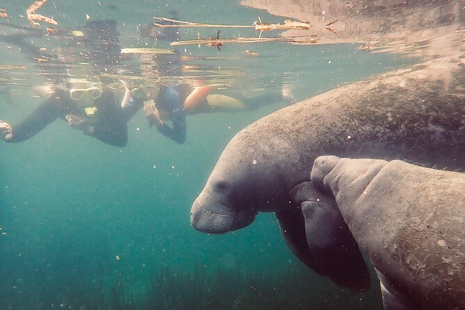 Manatee Snorkel Tour from American Pro Diving Center - Who will enjoy this Crystal River tour most