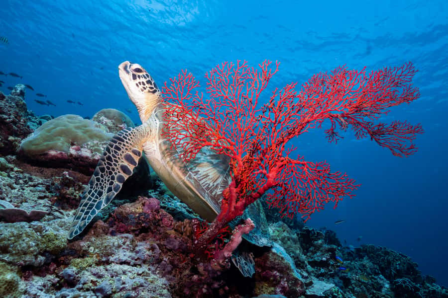 Manta Dive Gili Trawangan: Discover Scuba Diving - Practical ways to make the session better