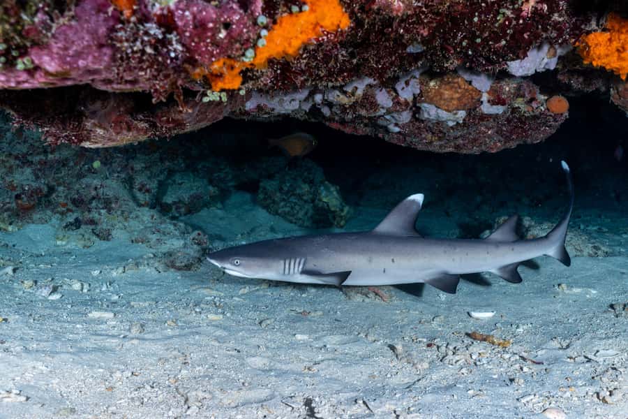 Manta Dive Gili Trawangan: Discover Scuba Diving - The ocean session around the Gili Islands
