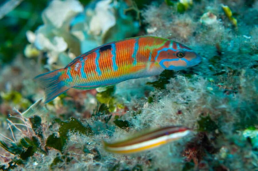 Marina di Campo: Try diving on the island of Elba - A first underwater session near Marina di Campo