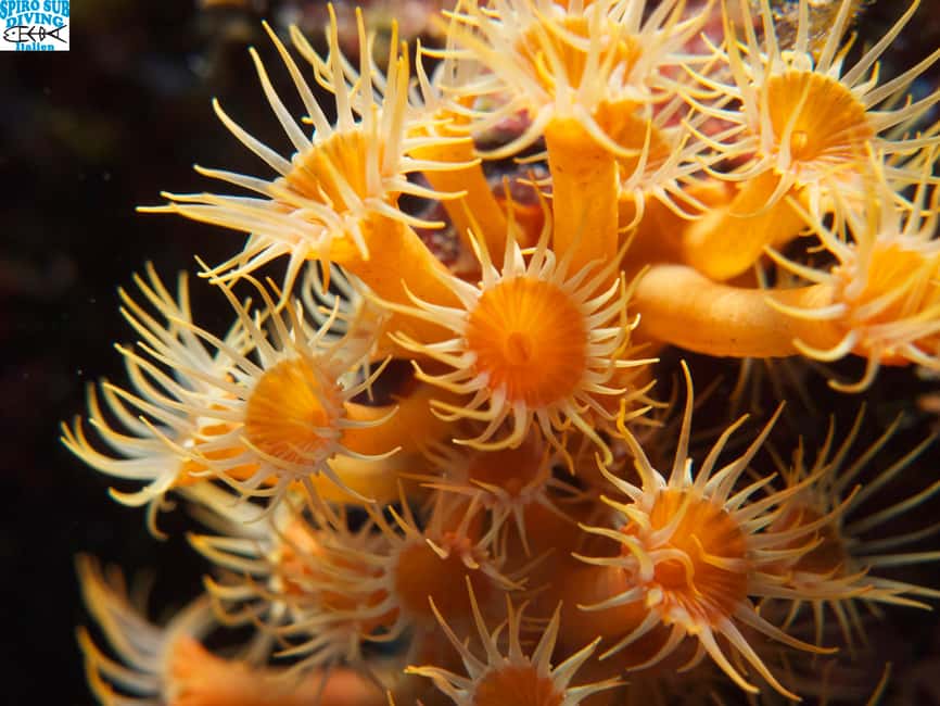 Marina di Campo: Try diving on the island of Elba - The people who make the difference
