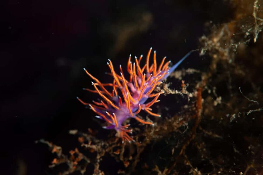 Marina di Campo: Try diving on the island of Elba - What the $94 price really covers