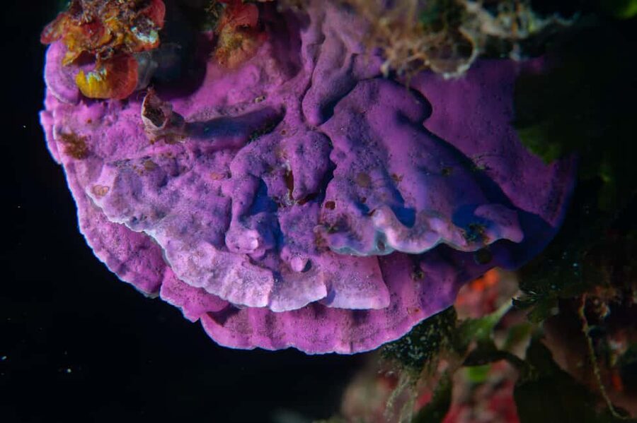 Marina di Campo: Try diving on the island of Elba - Timing, meeting point, and planning advice