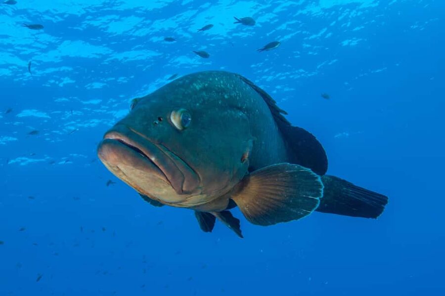 Marina di Campo: Try diving on the island of Elba - Should you book the Elba try scuba session?