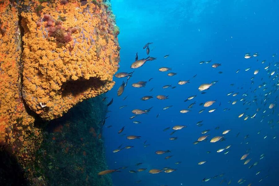 Marina di Campo: Try diving on the island of Elba - Boarding the Marianna for the coast