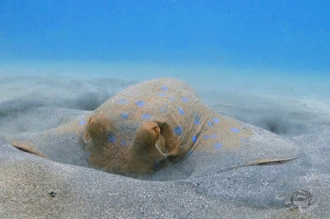 Marsa Mubarak Full Day and one intro Diving With Lunch, Transfer - Marsa Alam - Marsa Mubarak and the search for a dugong