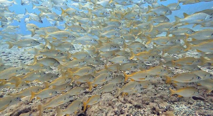 Maspalomas: Discover Scuba Diving with Pickup - A gentle first step beneath Gran Canaria