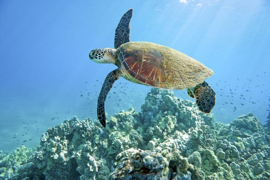Maui: Beginner Discovery Scuba Dive Excursion from Lahaina - Who will enjoy this experience most