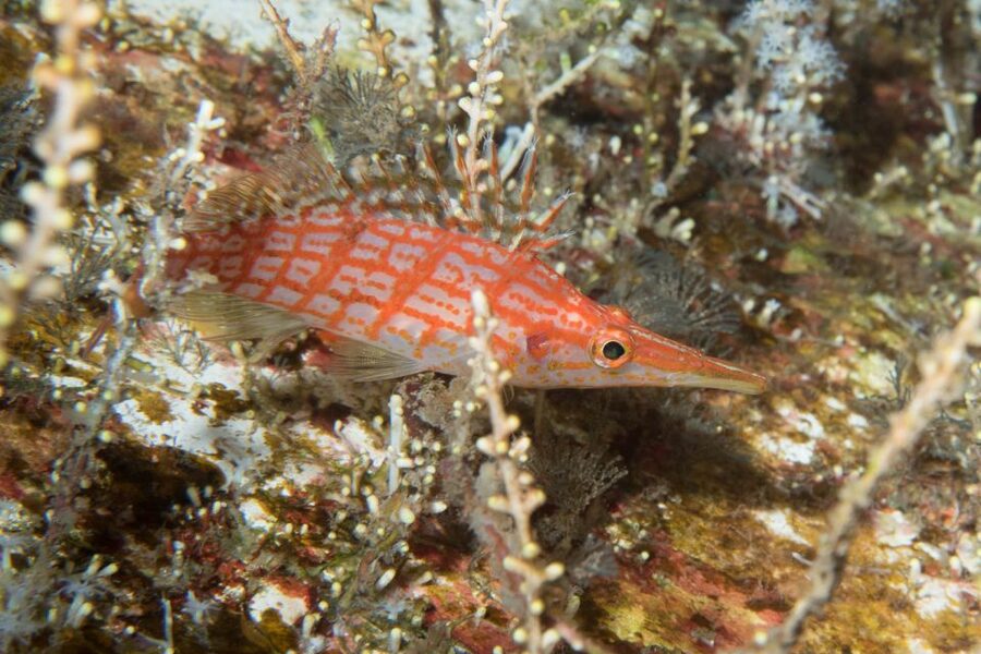 Maui: Beginner Discovery Scuba Dive Excursion from Lahaina - A gentle first step into Maui’s underwater world