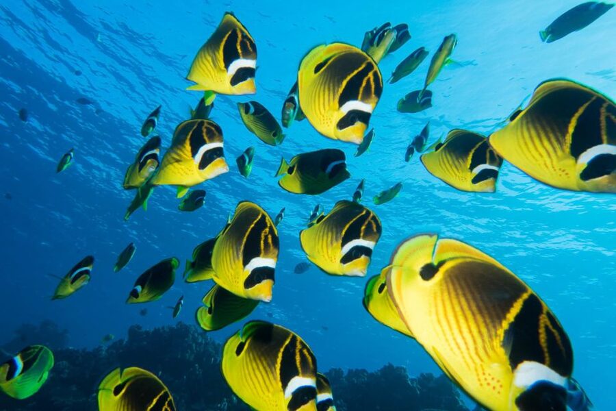 Maui: Beginner Discovery Scuba Dive Excursion from Lahaina - The shore lesson makes the first minutes easier