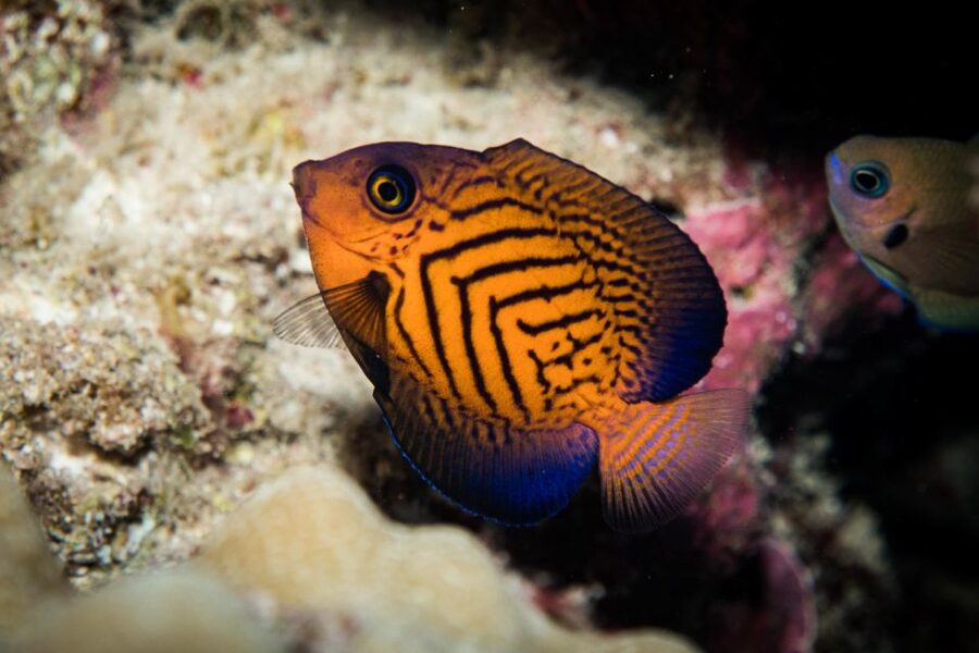 Maui: Beginner Discovery Scuba Dive Excursion from Lahaina - Entering the shallow water off Maui