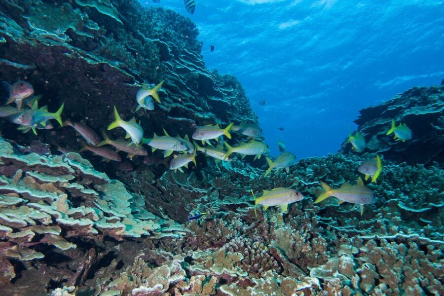 Maui: Beginner Discovery Scuba Dive Excursion from Lahaina - What you may see below the surface