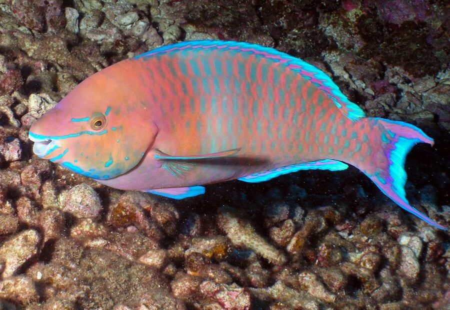 Maui: Beginner Discovery Scuba Dive Excursion from Lahaina - What to bring and how to plan your day