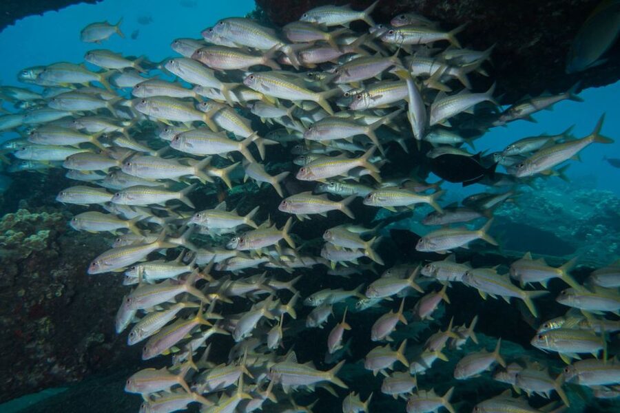 Maui: Beginner Discovery Scuba Dive Excursion from Lahaina - How this compares with getting certified