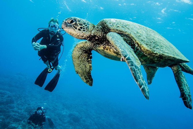 Maui Certified Shore Diving from Lahaina - A short shore outing with plenty to see