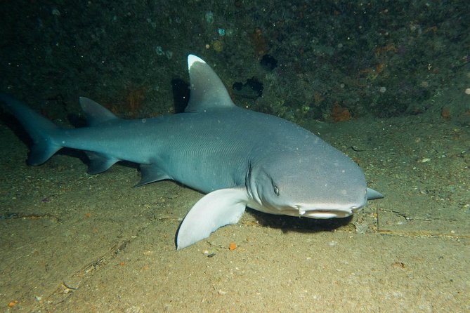 Maui Certified Shore Diving from Lahaina - Morning or afternoon timing