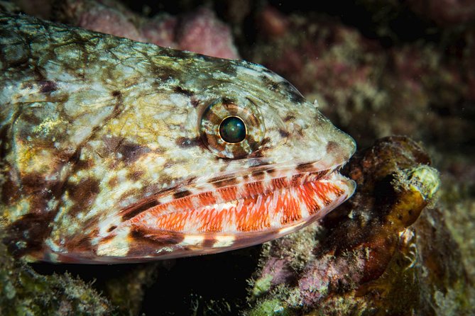Maui Certified Shore Diving from Lahaina - Is $199.99 a fair price?