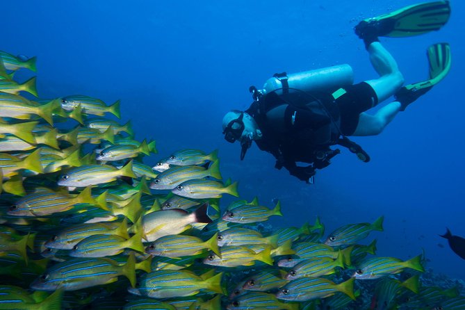 Maui Certified Shore Diving from Lahaina - Why the guide matters more than the reef map