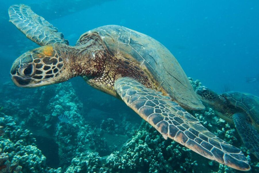 Maui: Eco-Friendly Conservation Scuba Dive Certified Divers - A Conservation Lesson Before You Enter the Water