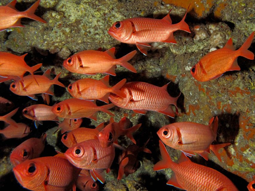 Maui: Eco-Friendly Conservation Scuba Dive Certified Divers - Booking and Cancellation Details