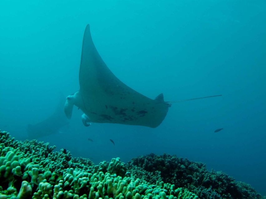 Maui: Eco-Friendly Conservation Scuba Dive Certified Divers - Picking the Right Workshop Topic