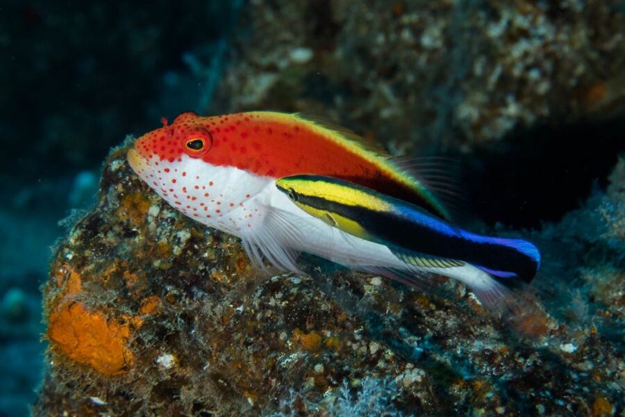 Maui: Eco-Friendly Conservation Scuba Dive Certified Divers - Kahekili Beach, Mala Pier, and Maui’s Reef Life