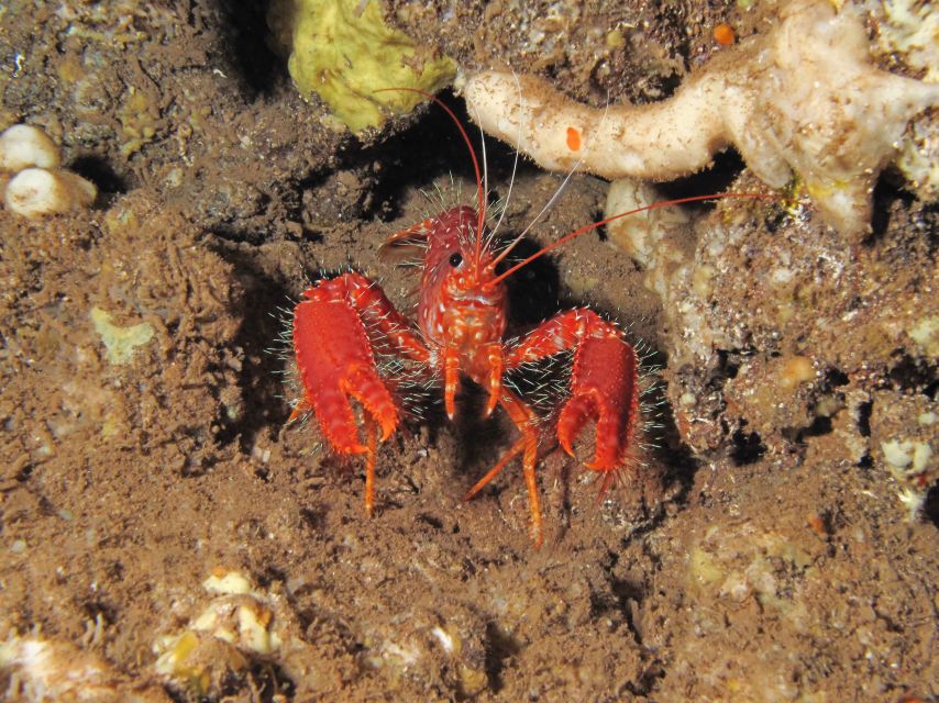 Maui: Eco-Friendly Conservation Scuba Dive Certified Divers - Why Buoyancy and Fish ID Matter