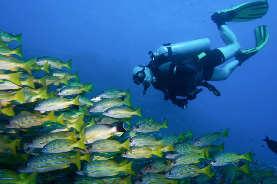 Maui: Eco-Friendly Conservation Scuba Dive Certified Divers - Is $199 a Fair Price?