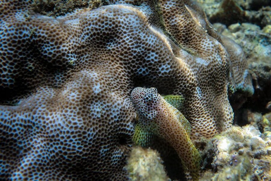 Maui: Eco-Friendly Conservation Scuba Dive Certified Divers - Who Will Get the Most From This Experience