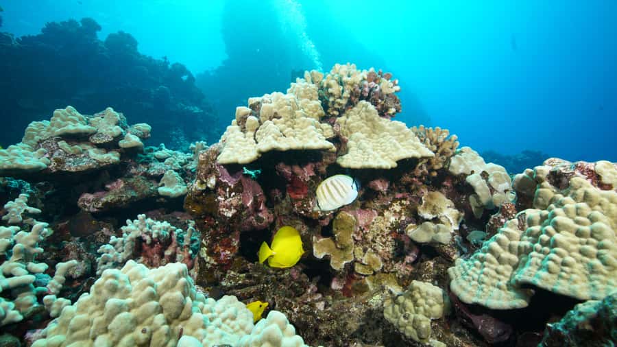Maui: Intro to Scuba Diving from Shore - Lahaina - What happens during the 30-minute class