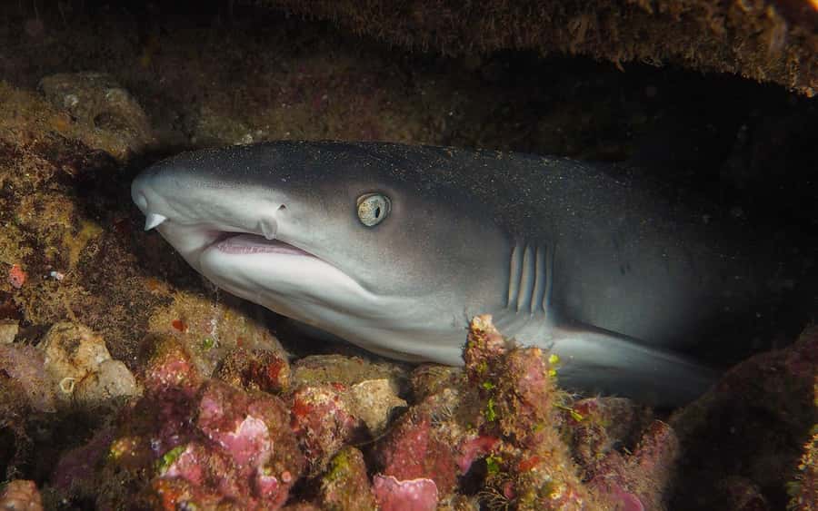 Maui: Intro to Scuba Diving from Shore - Lahaina - Who should book this experience?