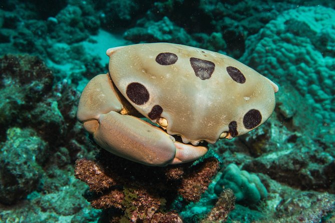 Maui Scuba Diving Introductory Lesson from Lahaina - Black Rock, Canoe Beach, and Kapalua Bay