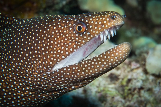 Maui Scuba Diving Introductory Lesson from Lahaina - Reaching the reef at up to 35 feet
