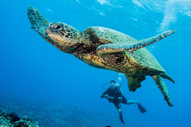 Maui Scuba Diving Introductory Lesson from Lahaina - Equipment, instruction, and what is included
