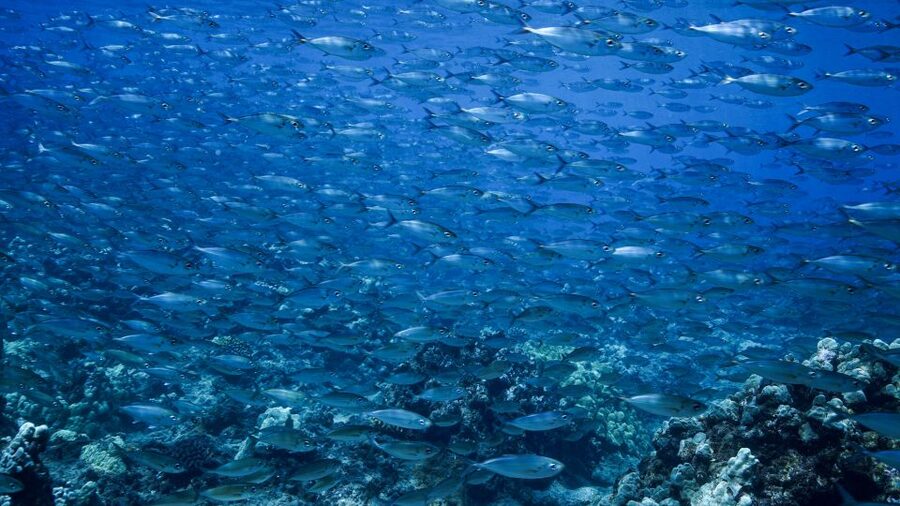 Maui: Small Group Shark & Turtle Scuba Dive from Shore - Why Mala Wharf is one of Maui’s most unusual shore sites