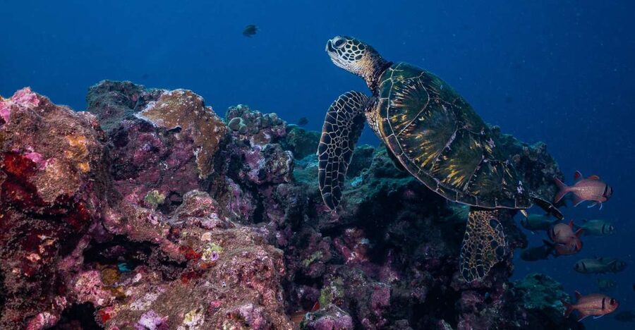 Maui: Small Group Shark & Turtle Scuba Dive from Shore - Up to 60 minutes among turtles, sharks, and reef fish