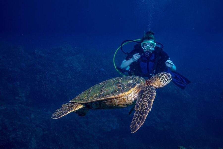 Maui: Small Group Shark & Turtle Scuba Dive from Shore - A four-person group changes the feel