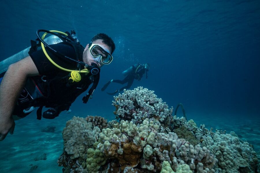 Maui: Small Group Shark & Turtle Scuba Dive from Shore - What the 20-minute safety briefing covers for you