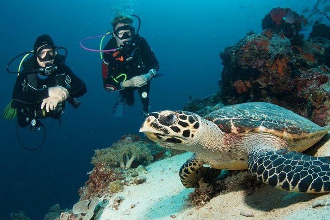 Menjangan Island Bali Diving Activity - The 6:00 am Start From Celukan Bawang