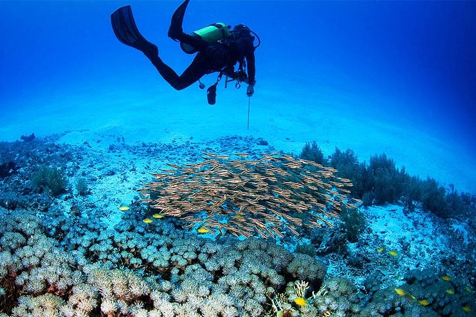 Menjangan Island Bali Diving Activity - Who Will Enjoy This Menjangan Outing Most
