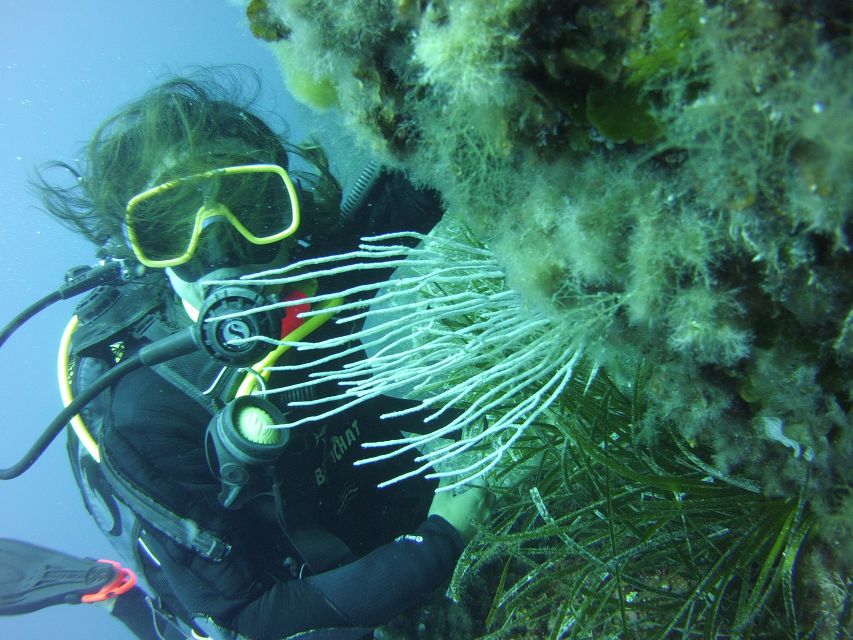 Menorca: Baptism Scuba Diving in Marine Reserve - Who should book this Menorca experience?